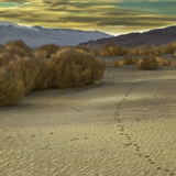 sand dune pyramid lake tumbleweed nevada great basin lahonton tracks