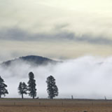Trees in Sierra Vallley California against a fog bank