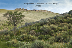 Spring-Flowers-at-Star-Creek-Humboldt-Range-