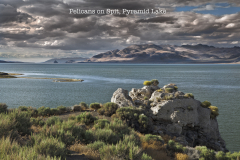Pelicans-on-Spit-Pyramid-Lake-Nevada