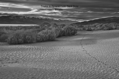 Tracks-in-Pyramid-Lake-Sand-Dune-Nevada