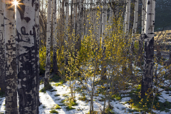 Aspen-Grove-Water-Canyon-Winnemucca