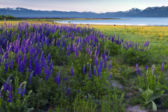 Lupines-at-Lake-Forest-Beach-0102