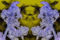 RORSCHACH-2627