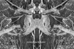 RORSCHACH-4880-