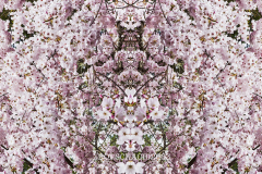Rorschach-2963